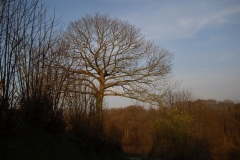 far-from-home